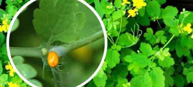 Селандин за лечение на гъбички за нокти