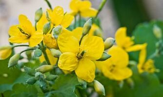 Народни методи за лечение на гъбичките на краката